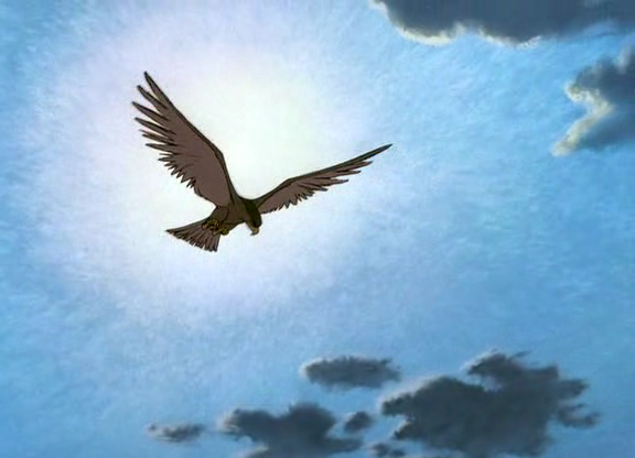 hawk